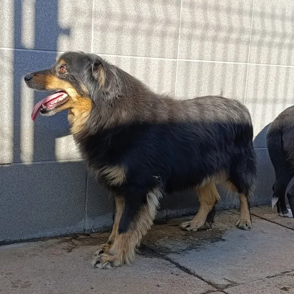 Pies do adopcji, Bełchatów, 3 października 2021 (1/4)