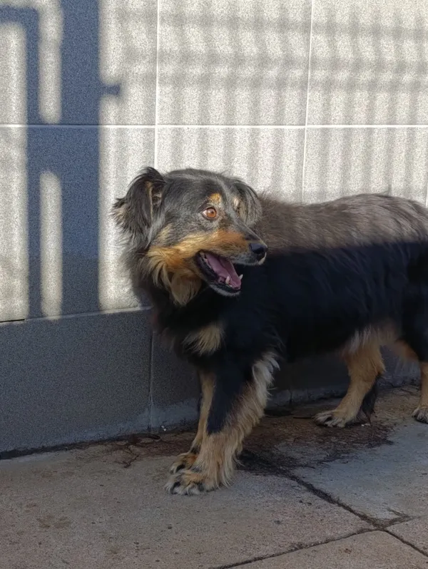 Pies do adopcji, Bełchatów, 3 października 2021 (2/4)