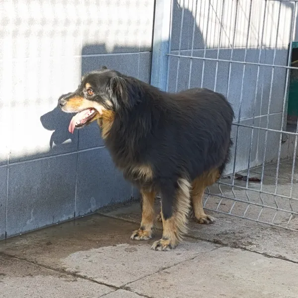 Pies do adopcji, Bełchatów, 3 października 2021 (3/4)