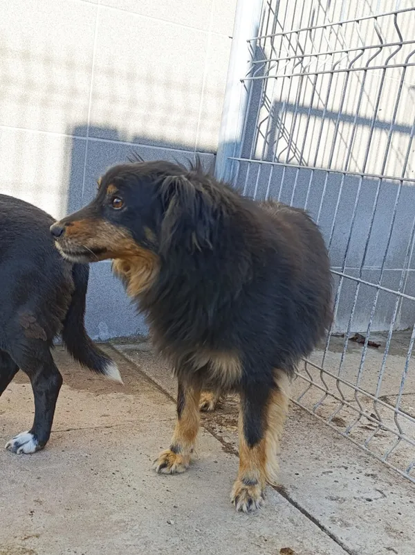 Pies do adopcji, Bełchatów, 3 października 2021 (4/4)