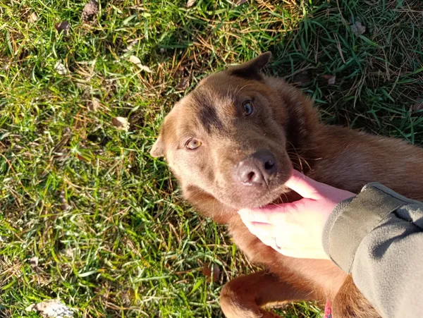 Pies do adopcji, Bełchatów, 26 czerwca 2025 (3/5)