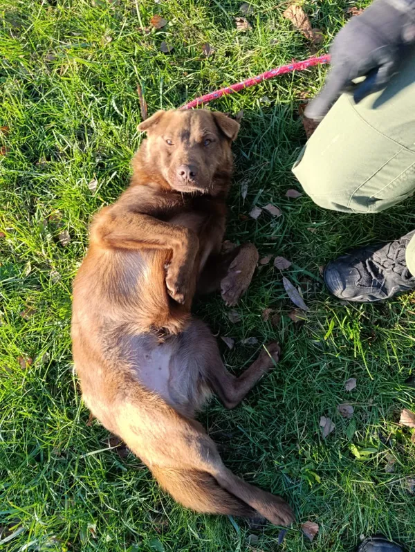 Pies do adopcji, Bełchatów, 26 czerwca 2025 (5/5)