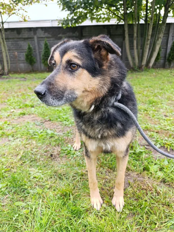 Pies do adopcji, Bełchatów, 10 kwietnia 2024 (1/5)