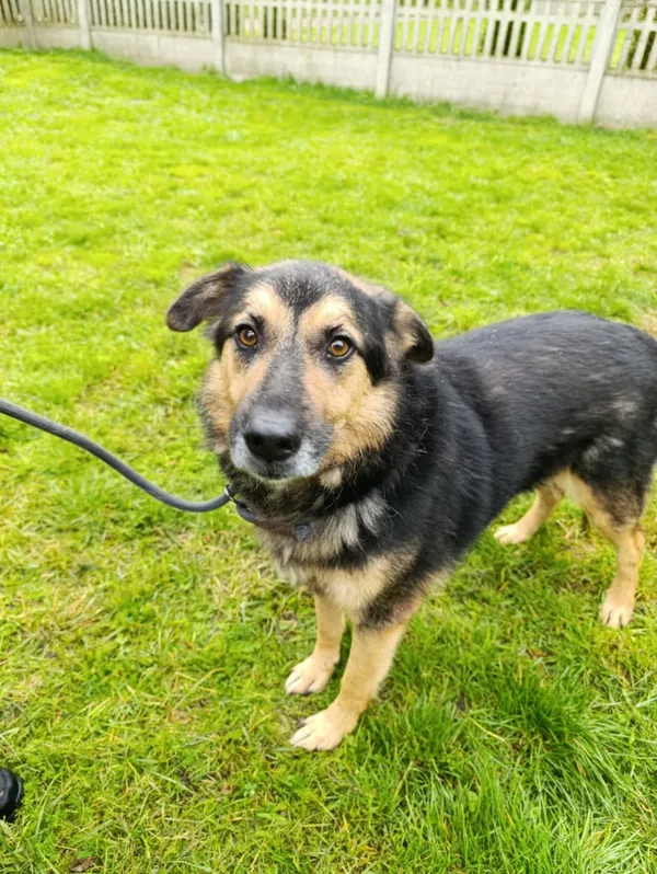 Pies do adopcji, Bełchatów, 10 kwietnia 2024 (2/5)