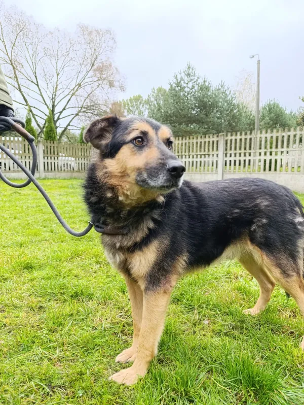 Pies do adopcji, Bełchatów, 10 kwietnia 2024 (3/5)