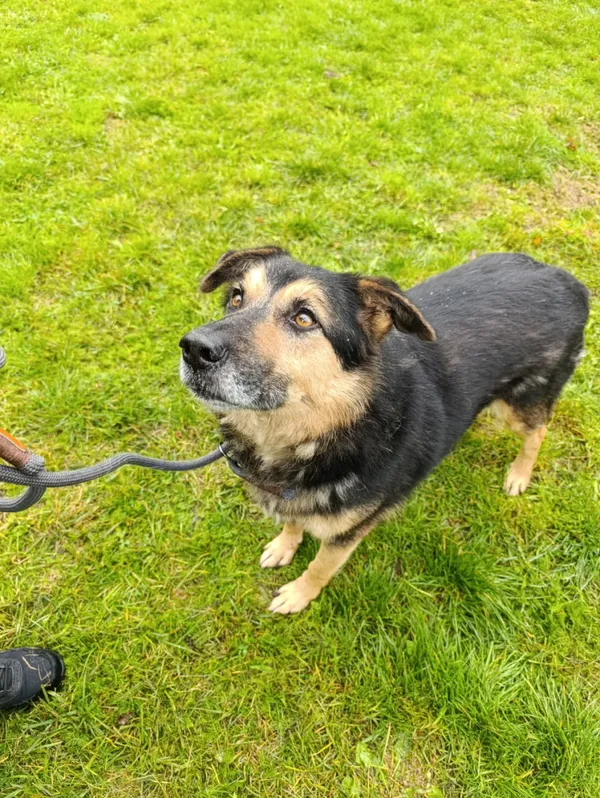 Pies do adopcji, Bełchatów, 10 kwietnia 2024 (5/5)