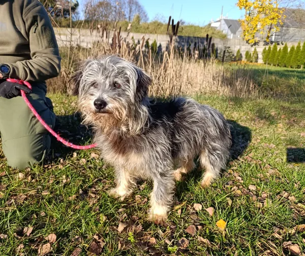 Pies do adopcji, Bełchatów, 8 października 2025 (4/5)