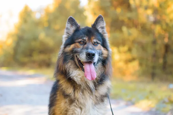 Pies do adopcji, Nowodwór, 5 listopada 2025 (1/5)