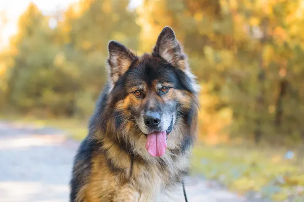 Pies do adopcji, Nowodwór, 5 listopada 2025 (2/5)