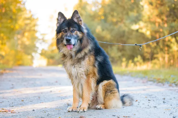 Pies do adopcji, Nowodwór, 5 listopada 2025 (3/5)