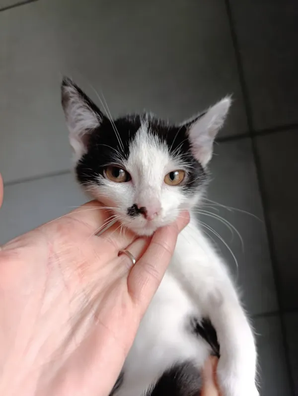 Kot do adopcji, Bełchatów, 22 września 2025 (1/5)