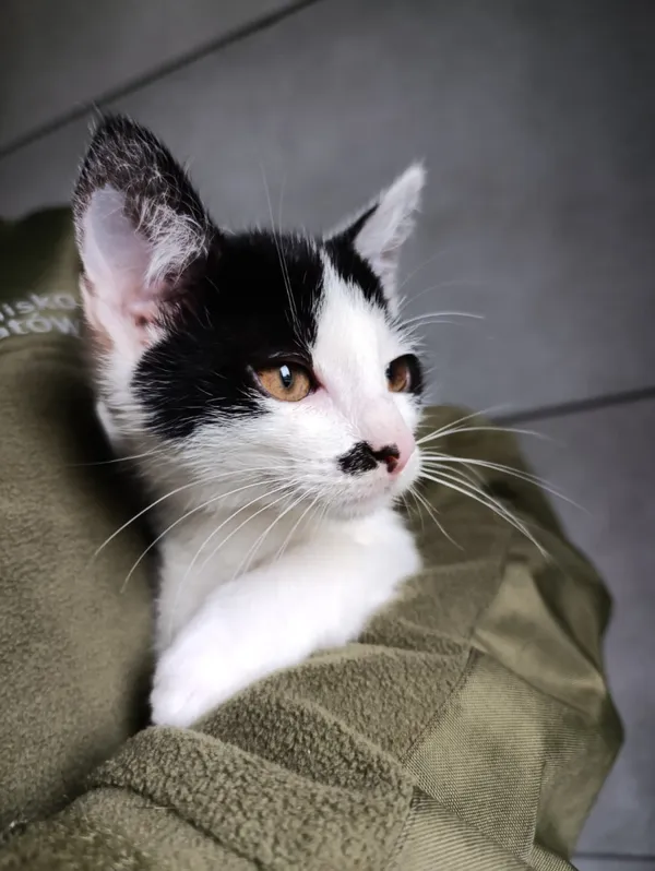 Kot do adopcji, Bełchatów, 22 września 2025 (2/5)