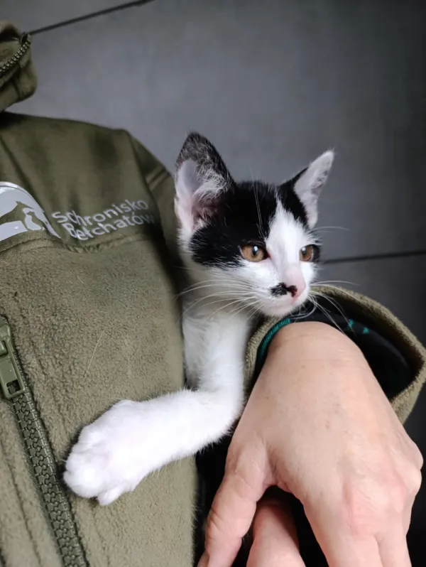 Kot do adopcji, Bełchatów, 22 września 2025 (3/5)