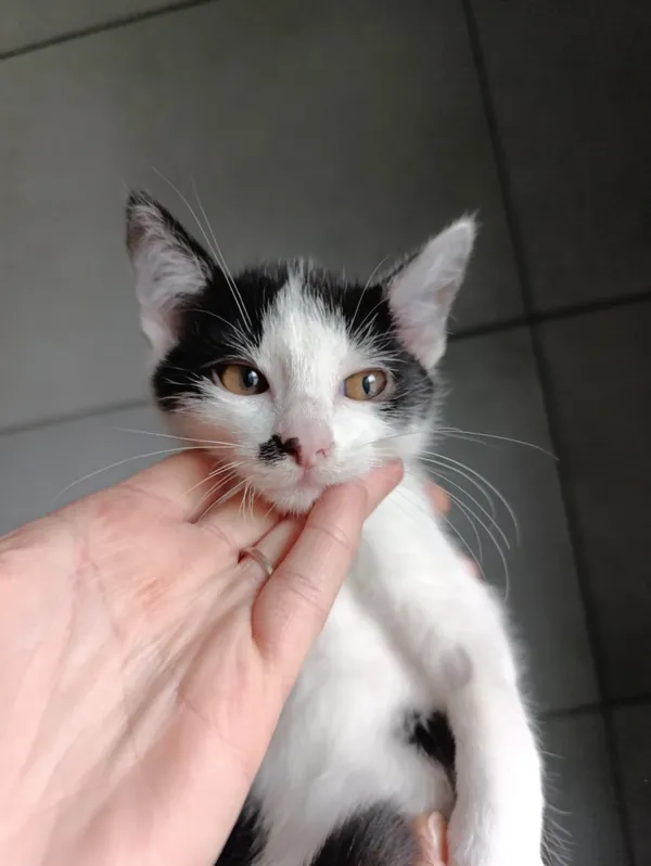 Kot do adopcji, Bełchatów, 22 września 2025 (5/5)