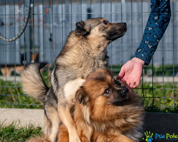 Pies do adopcji, Racławice, 2 listopada 2025 (4/5)