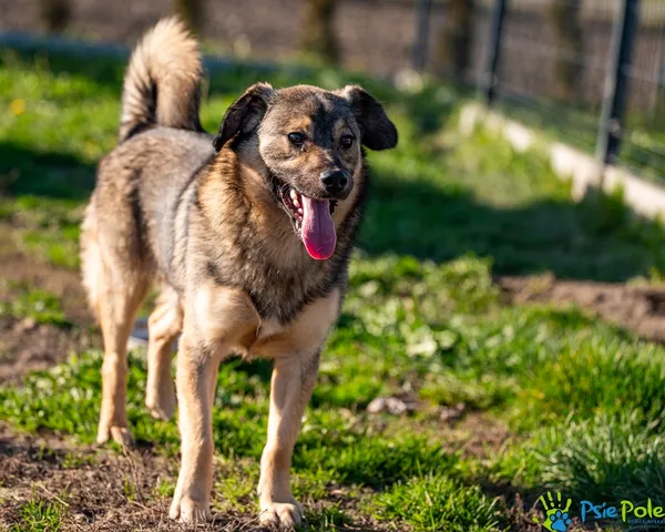 Pies do adopcji, Racławice, 2 listopada 2025 (1/5)