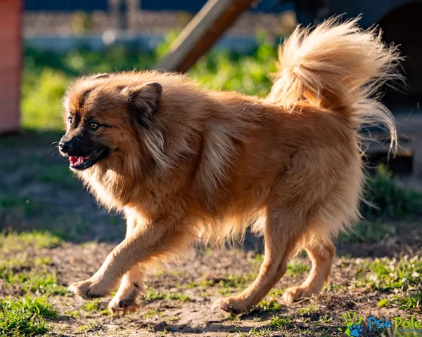 Pies do adopcji, Racławice, 2 listopada 2025 (2/5)