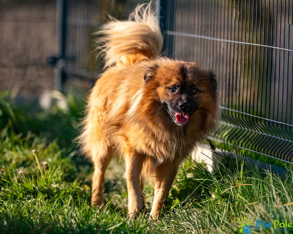 Pies do adopcji, Racławice, 2 listopada 2025 (3/5)