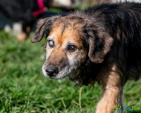 Pies do adopcji, Racławice, 3 listopada 2025 (2/5)