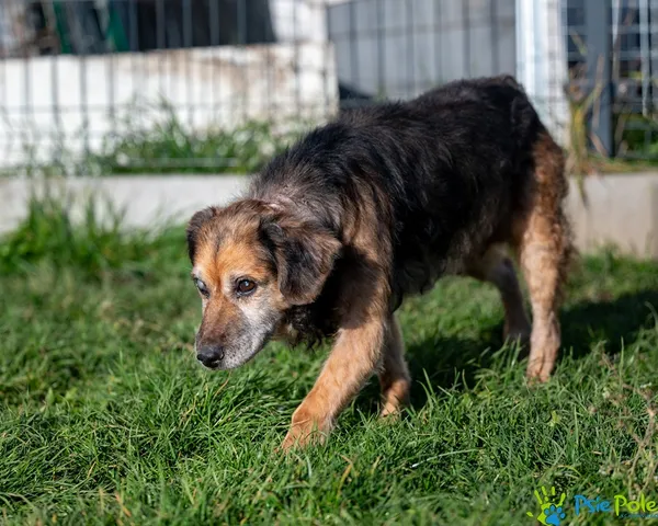 Pies do adopcji, Racławice, 3 listopada 2025 (3/5)