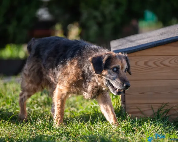 Pies do adopcji, Racławice, 3 listopada 2025 (1/5)