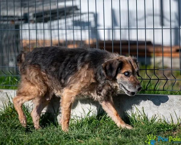Pies do adopcji, Racławice, 3 listopada 2025 (4/5)