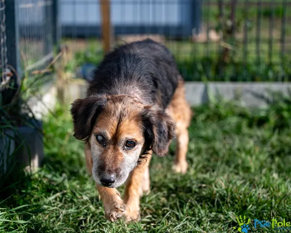Pies do adopcji, Racławice, 3 listopada 2025 (5/5)