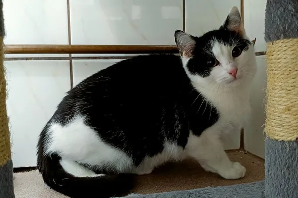 Kot do adopcji, Wałbrzych, 24 października 2025