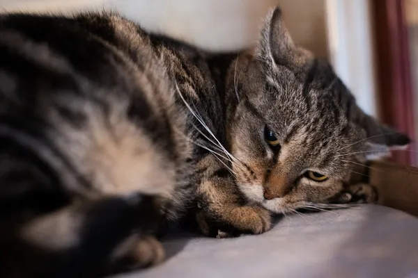 Kot do adopcji, Wałbrzych, 16 września 2025