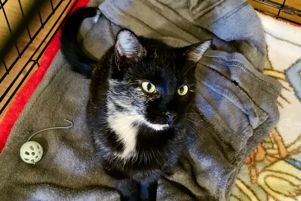 Kot do adopcji, Wałbrzych, 28 września 2025 (1/2)