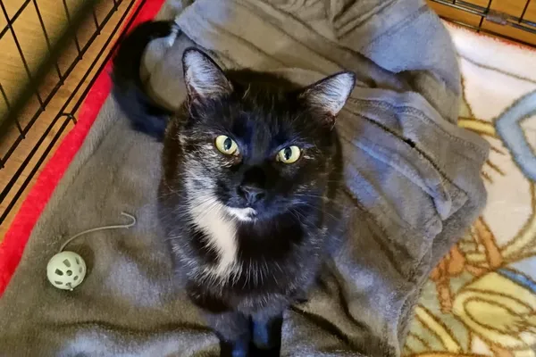 Kot do adopcji, Wałbrzych, 28 września 2025 (2/2)