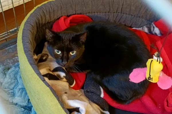 Kot do adopcji, Wałbrzych, 13 sierpnia 2025