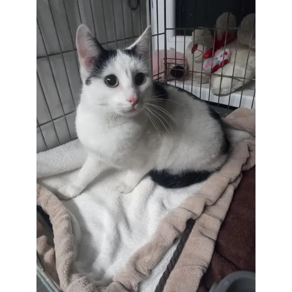 Znaleziono kota, Białystok, 6 listopada 2025