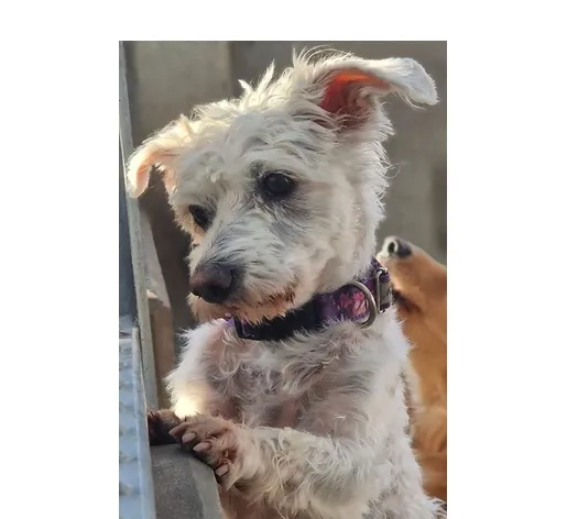 Znaleziono psa, Wrocław, 4 sierpnia 2025