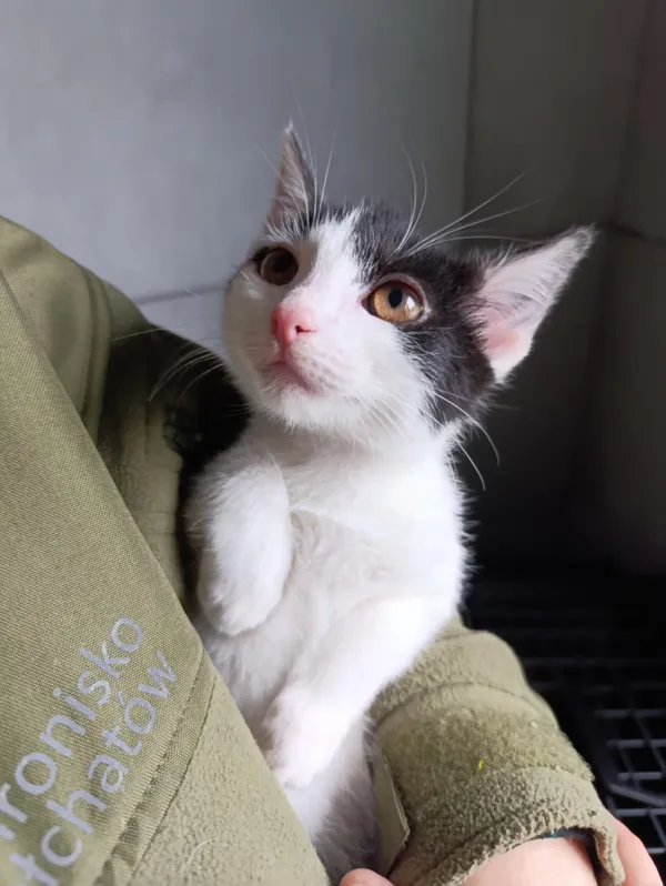 Kot do adopcji, Bełchatów, 22 września 2025 (1/5)