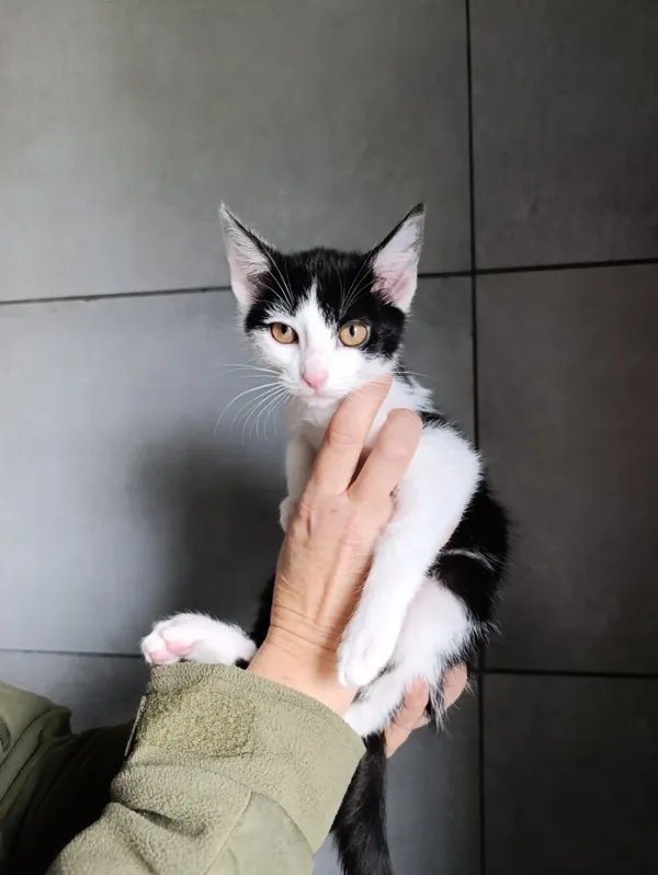 Kot do adopcji, Bełchatów, 22 września 2025 (4/5)