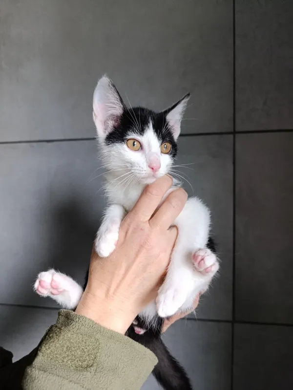 Kot do adopcji, Bełchatów, 22 września 2025 (5/5)