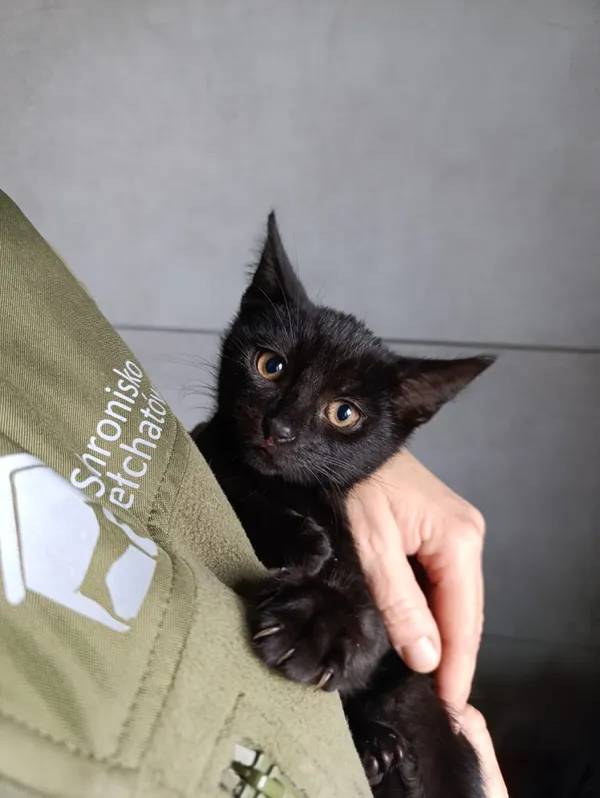 Kot do adopcji, Bełchatów, 22 września 2025 (1/5)