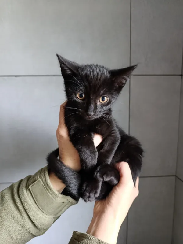 Kot do adopcji, Bełchatów, 22 września 2025 (2/5)