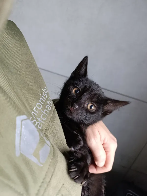 Kot do adopcji, Bełchatów, 22 września 2025 (3/5)