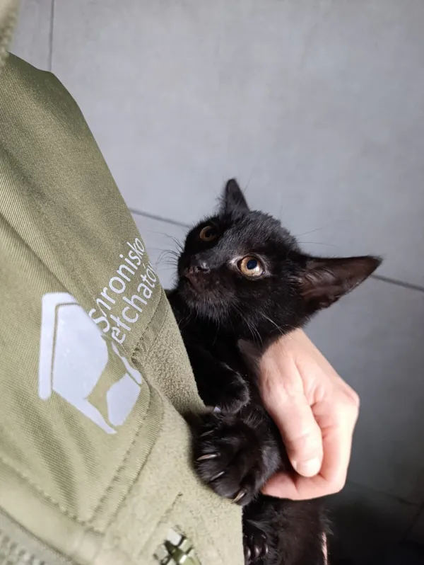 Kot do adopcji, Bełchatów, 22 września 2025 (4/5)