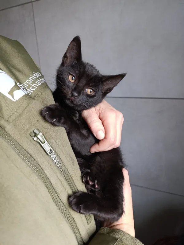 Kot do adopcji, Bełchatów, 22 września 2025 (5/5)