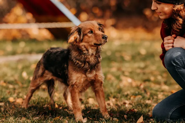 Pies do adopcji, Czartki, 7 listopada 2025 (3/5)