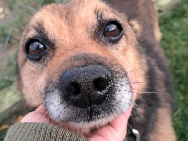 Znaleziono psa, Tatary, 18 października 2025 (2/3)