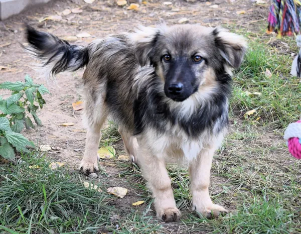 Znaleziono psa, Pieckowo, 7 listopada 2025 (1/3)