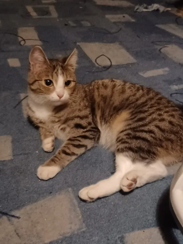 Znaleziono kota, Łódź, 7 listopada 2025