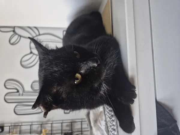 Znaleziono kota, Łódź, 7 listopada 2025