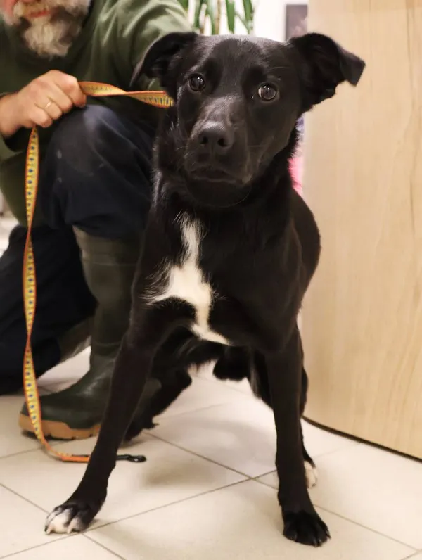 Znaleziono psa, Łódź, 7 listopada 2025 (1/3)