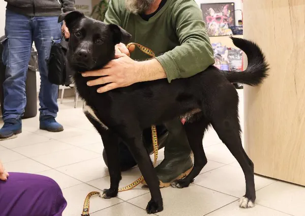 Znaleziono psa, Łódź, 7 listopada 2025 (3/3)