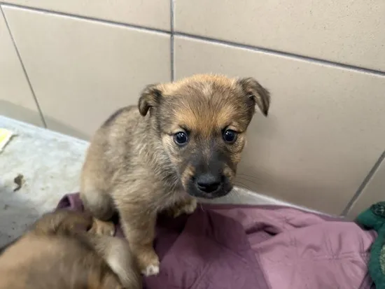 Pies do adopcji, Kraków, 6 listopada 2025